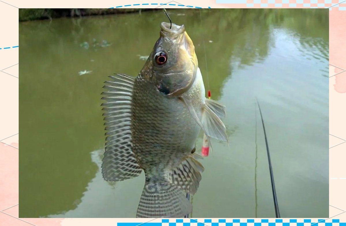 羅非魚廣東叫什么