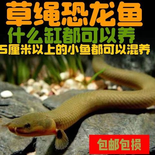 恐龍魚有多少種類圖片 恐龍魚有多少種類圖片 龍魚百科 第9張