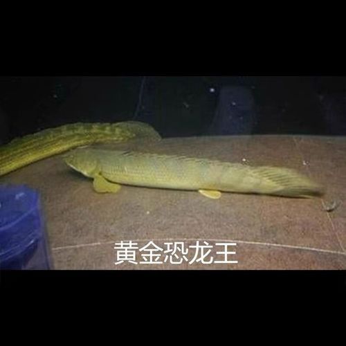 恐龍魚有多少種類圖片 恐龍魚有多少種類圖片 龍魚百科 第14張