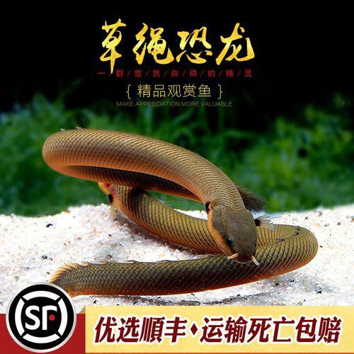 恐龍魚有多少種類圖片 恐龍魚有多少種類圖片 龍魚百科 第15張