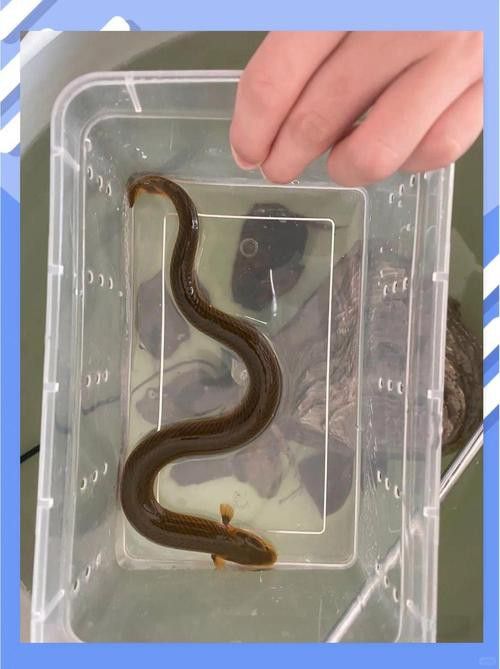 恐龍魚有多少種類圖片 恐龍魚有多少種類圖片 龍魚百科 第12張