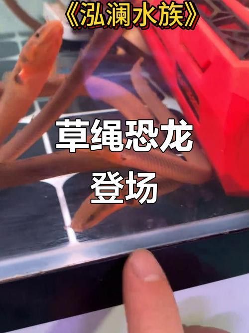 恐龍魚有多少種類圖片 恐龍魚有多少種類圖片 龍魚百科 第21張