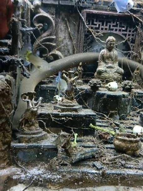 恐龍魚有多少種類圖片 恐龍魚有多少種類圖片 龍魚百科 第24張