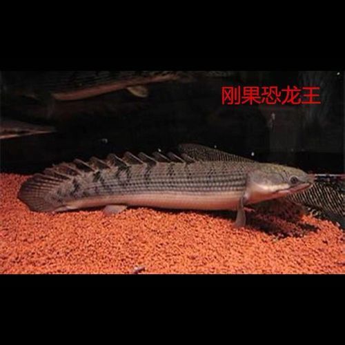 恐龍魚有多少種類圖片 恐龍魚有多少種類圖片 龍魚百科 第23張