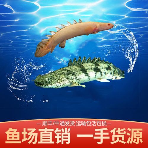 恐龍魚有多少種類圖片 恐龍魚有多少種類圖片 龍魚百科 第40張