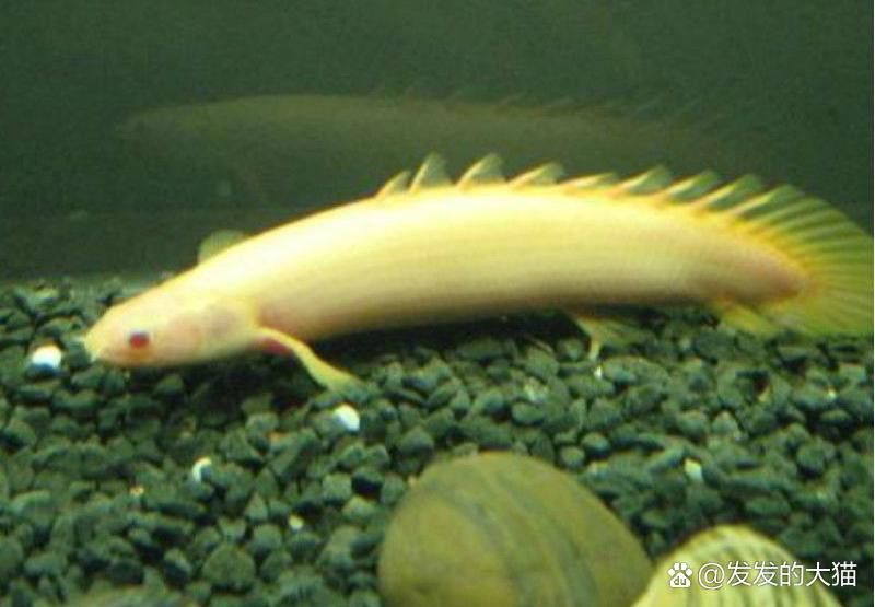 恐龍魚有多少種類圖片 恐龍魚有多少種類圖片 龍魚百科 第35張