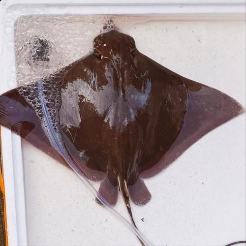 魔鬼魚圖片大全