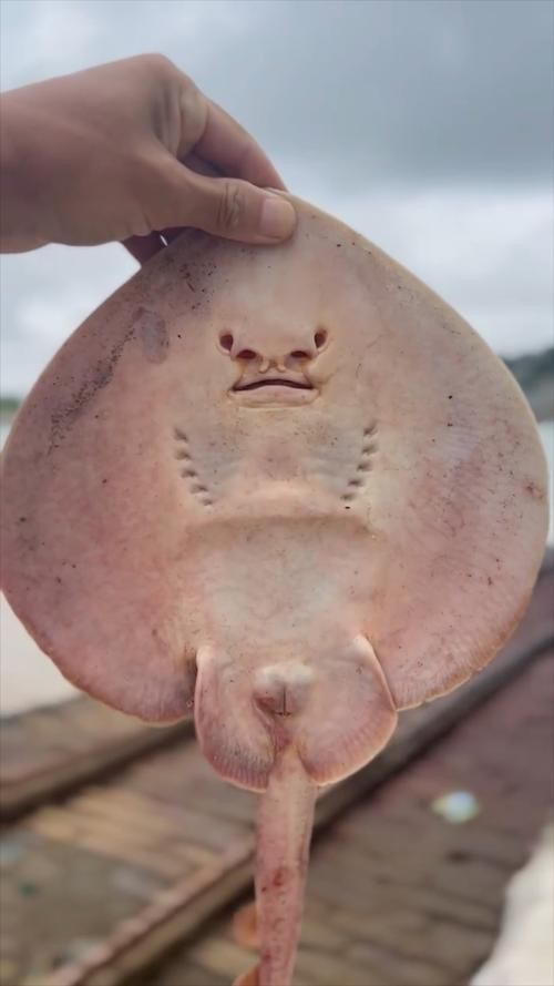 魔鬼魚圖片大全