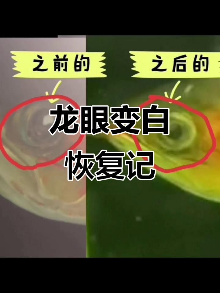 龍魚白眼病完全康復(fù)的案例