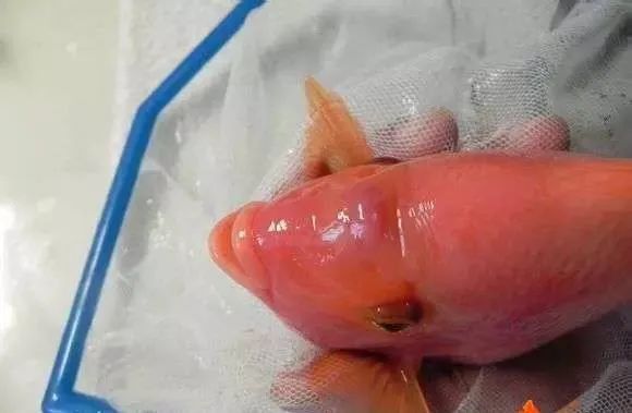 濟南龍魚交流群微信號是什么號