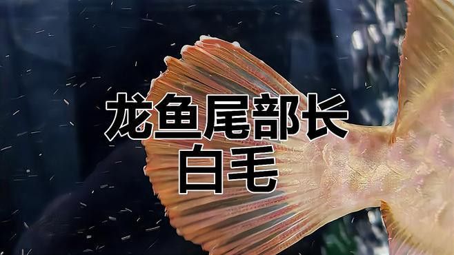 金龍魚起白毛怎么回事