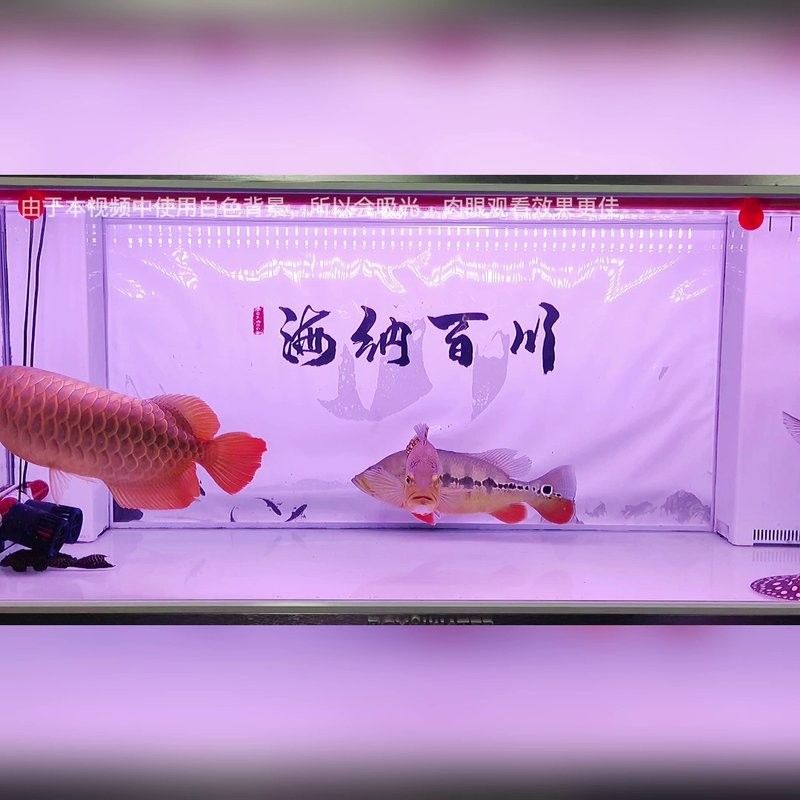 龍魚和鸚鵡混養(yǎng)用什么燈光？ 龍魚和鸚鵡混養(yǎng)用什么燈光？ 龍魚百科 第2張