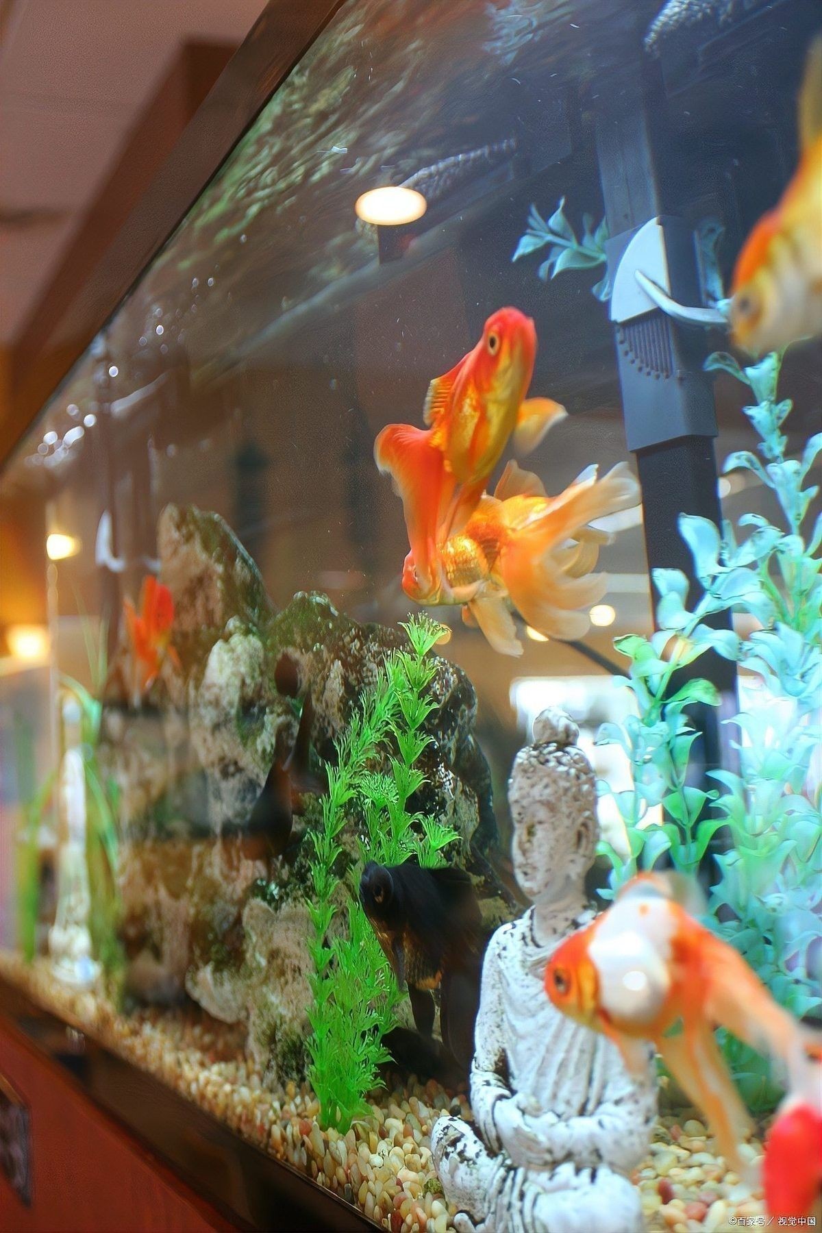 龍魚和鸚鵡混養(yǎng)用什么燈光？ 龍魚和鸚鵡混養(yǎng)用什么燈光？ 龍魚百科 第3張