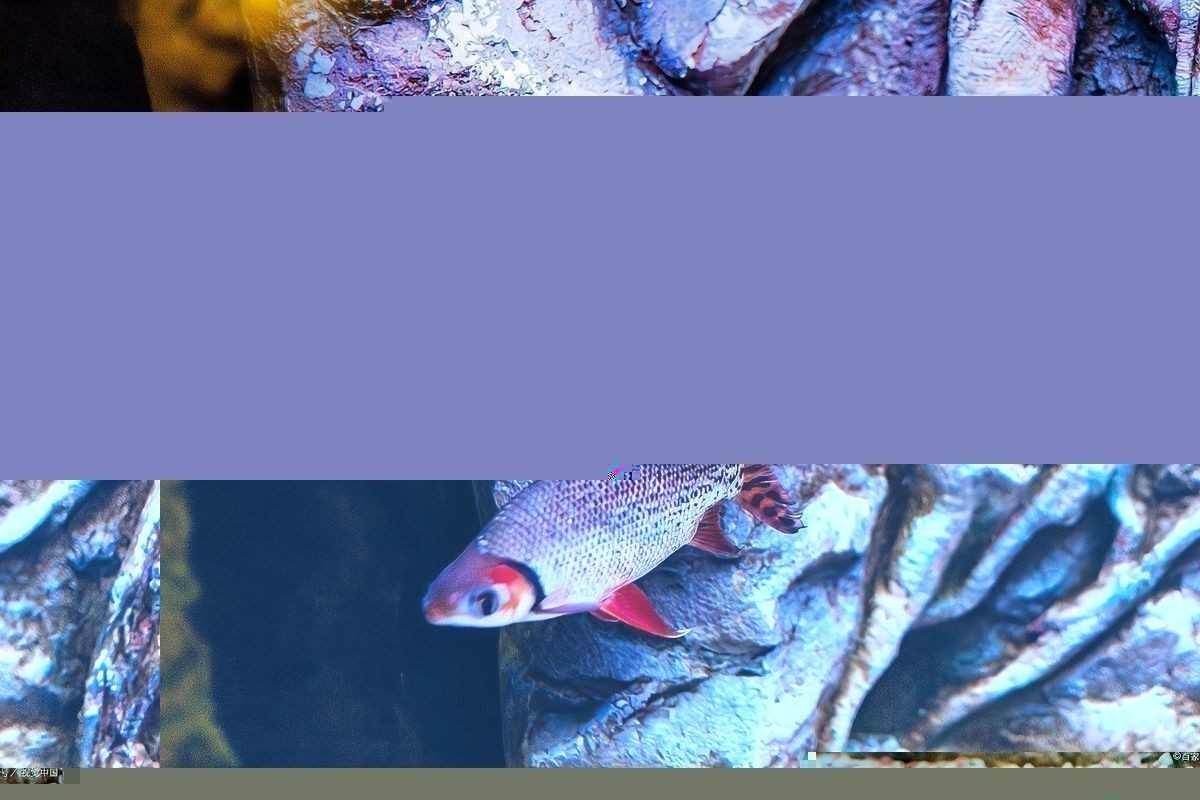 如何判斷龍魚是否藥泡處理過？