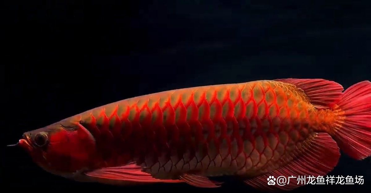 龍魚鯊魚嘴是什么樣子 龍魚鯊魚嘴是什么樣子 龍魚百科 第3張