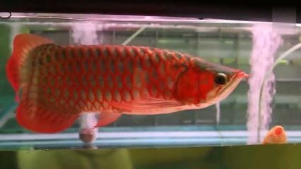 紅龍魚喂小魚好不好養活，紅龍魚喂養技巧