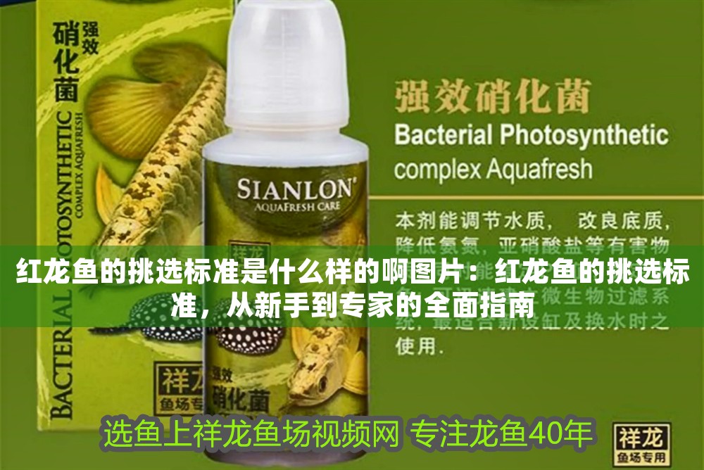 紅龍魚的挑選標準是什么樣的啊圖片：紅龍魚的挑選標準，從新手到專家的全面指南