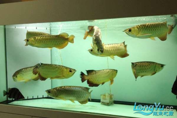 龍魚打架后需要哪些恢復(fù)措施？
