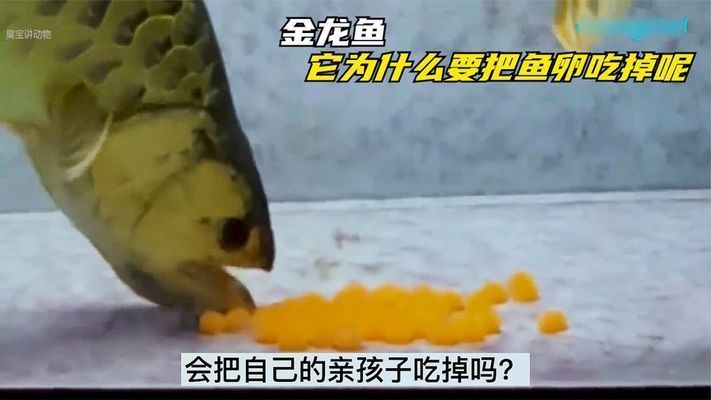 金龍魚魚卵怎么孵化（金龍魚魚卵孵化期光照管理步驟和注意事項和注意事項）