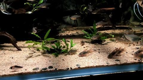 龍魚缸最佳溫度：關于龍魚缸最佳水溫的詳細信息 龍魚缸最佳溫度：關于龍魚缸最佳水溫的詳細信息 龍魚百科 第1張