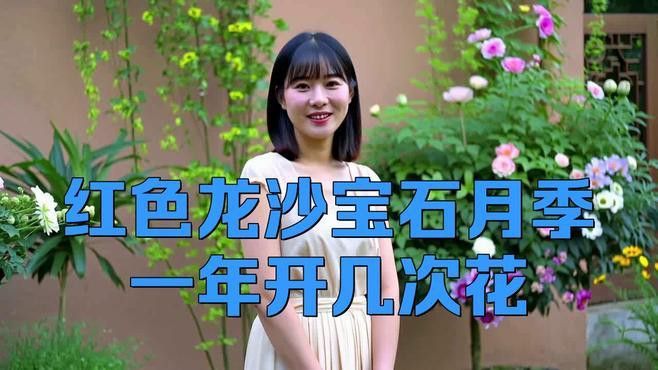 紅龍?jiān)录镜膹?fù)花性如何？