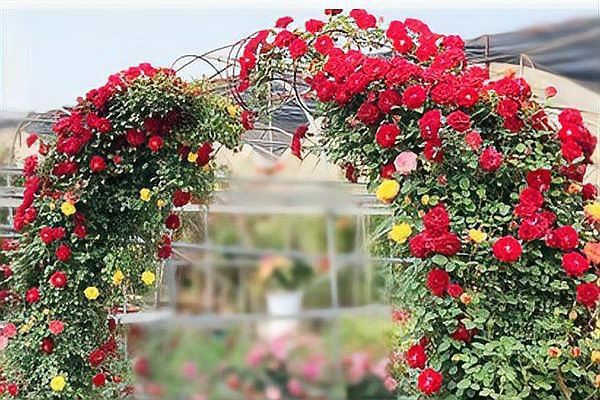 紅龍?jiān)录镜膹?fù)花性如何？