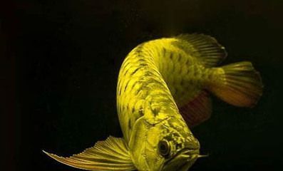區分金龍魚過背高背圖片（關于區分金龍魚過背和高背金龍魚和高背的具體圖片信息）