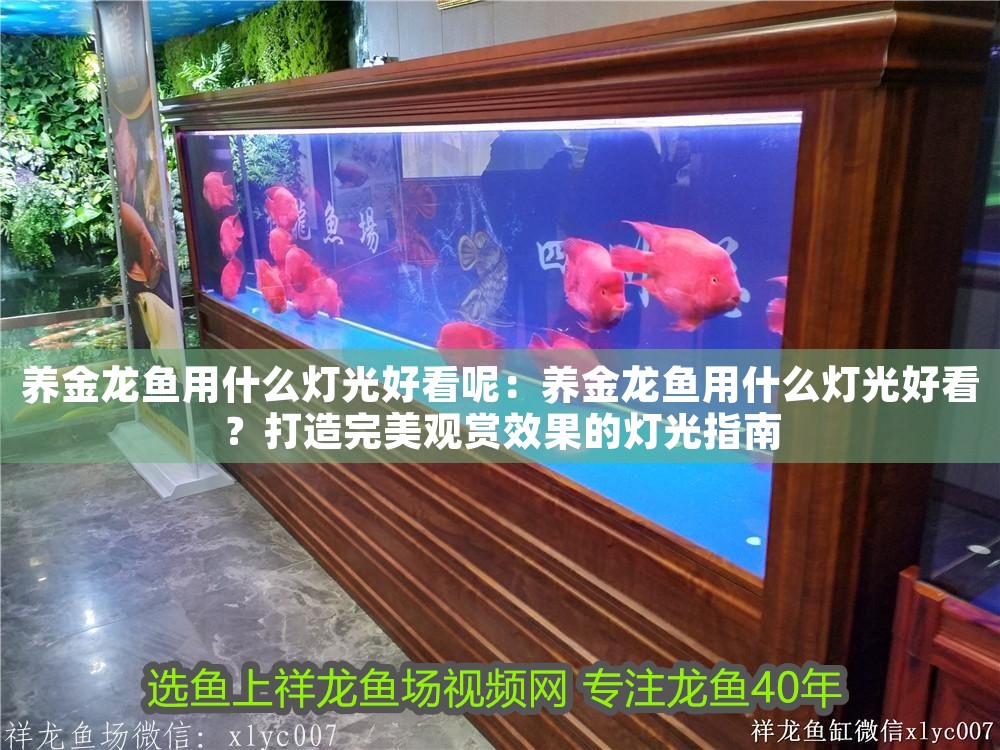 養金龍魚用什么燈光好看呢：養金龍魚用什么燈光好看？打造完美觀賞效果的燈光指南