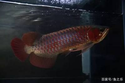 紅龍魚哪個國家的最好：紅龍魚品質受到產地的影響