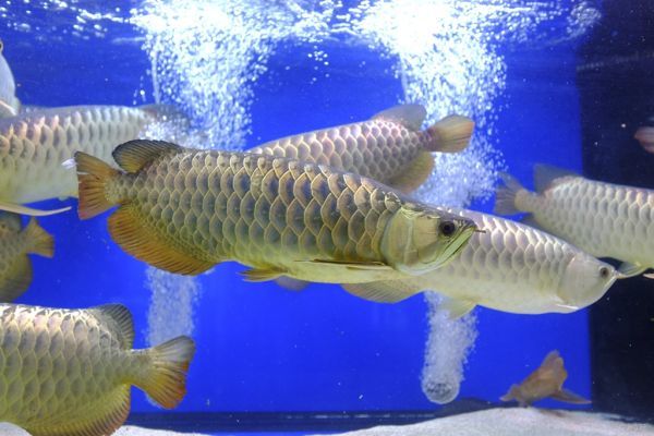 龍魚鱗片有小氣泡（龍魚鱗片出現小氣泡怎么辦？） 龍魚鱗片有小氣泡（龍魚鱗片出現小氣泡怎么辦？） 龍魚百科 第3張