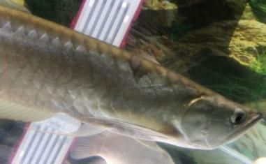 龍魚鱗片有小氣泡（龍魚鱗片出現小氣泡怎么辦？） 龍魚鱗片有小氣泡（龍魚鱗片出現小氣泡怎么辦？） 龍魚百科 第5張