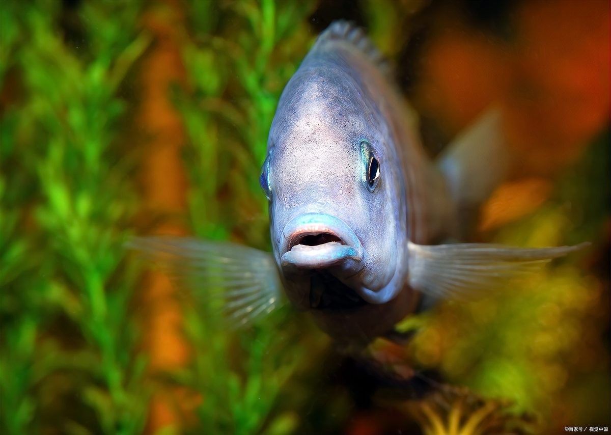 鱗片生長環分析是最準確的方法嗎？