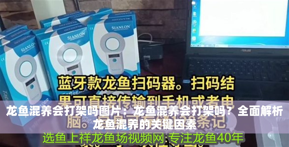 龍魚混養會打架嗎圖片：龍魚混養會打架嗎？全面解析龍魚混養的關鍵因素