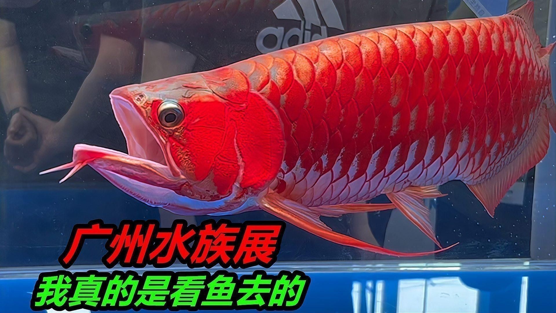如何設置紅龍魚的水族箱？