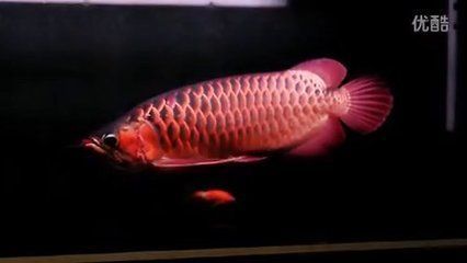 龍魚經(jīng)常撞缸是怎么回事兒：預(yù)防龍魚撞缸的具體措施