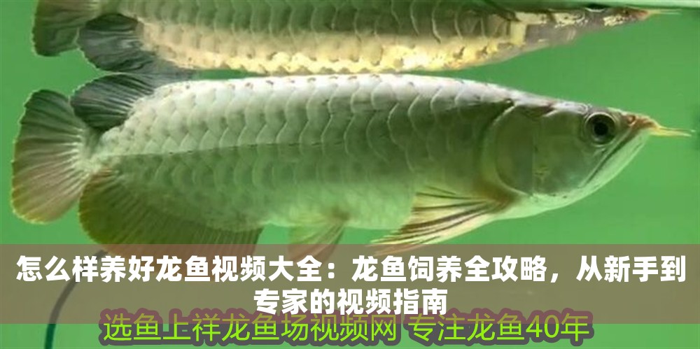 怎么樣養好龍魚視頻大全：龍魚飼養全攻略，從新手到專家的視頻指南
