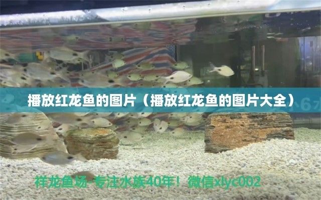 魚缸半圓形和圓形哪種好（半圓形魚缸適合養(yǎng)哪些魚）