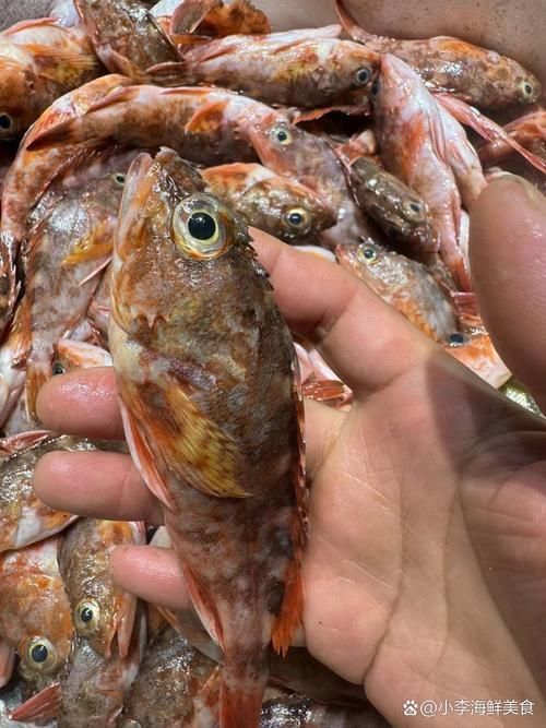老虎魚圖片100張