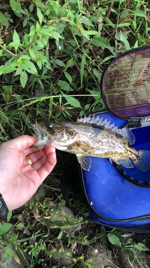 老虎魚圖片100張