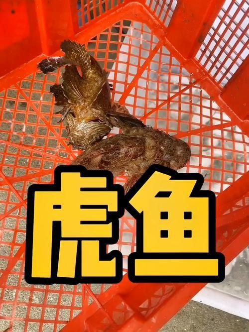 老虎魚圖片100張