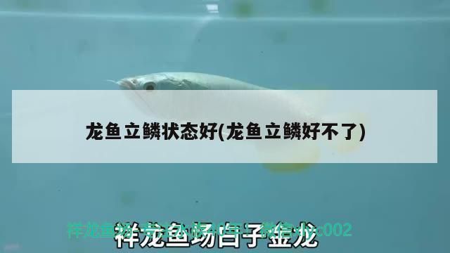 龍魚輕微立麟怎么辦（龍魚輕微立鱗可以采取以下措施進行處理確保水質良好）