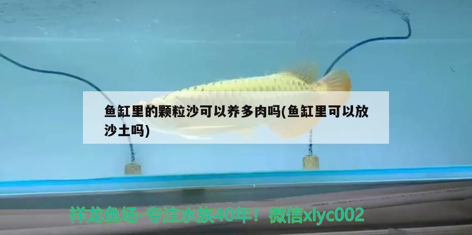 金龍魚混養視頻高清下載：金龍魚一起養的魚