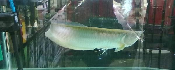 銀龍魚體色變暗原因探究：銀龍魚體色變暗可能由多個原因導致銀龍魚體色變暗