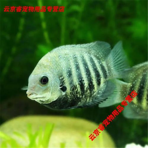 菠蘿魚能和銀龍魚混養(yǎng)嘛圖片 龍魚百科 第6張 菠蘿魚能和銀龍魚混養(yǎng)嘛圖片 菠蘿魚能和銀龍魚混養(yǎng)嘛圖片 龍魚百科 第6張