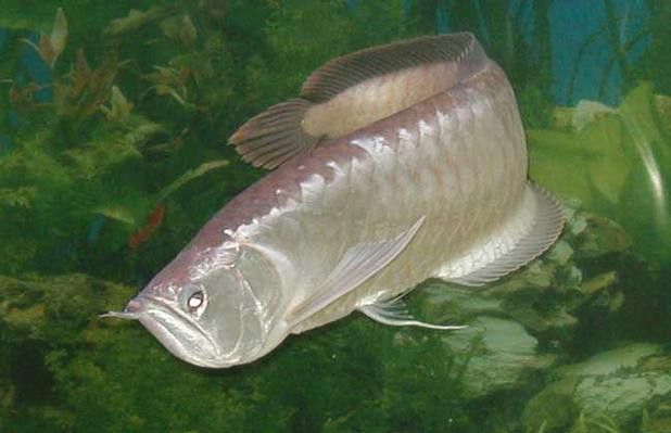 菠蘿魚能和銀龍魚混養(yǎng)嘛圖片 龍魚百科 第3張 菠蘿魚能和銀龍魚混養(yǎng)嘛圖片 菠蘿魚能和銀龍魚混養(yǎng)嘛圖片 龍魚百科 第3張