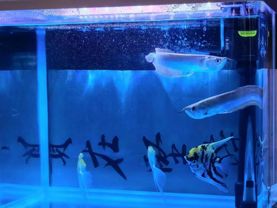 菠蘿魚能和銀龍魚混養(yǎng)嘛圖片 龍魚百科 第10張 菠蘿魚能和銀龍魚混養(yǎng)嘛圖片 菠蘿魚能和銀龍魚混養(yǎng)嘛圖片 龍魚百科 第10張