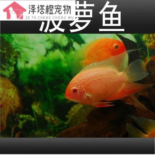 菠蘿魚能和銀龍魚混養(yǎng)嘛圖片 龍魚百科 第14張 菠蘿魚能和銀龍魚混養(yǎng)嘛圖片 菠蘿魚能和銀龍魚混養(yǎng)嘛圖片 龍魚百科 第14張