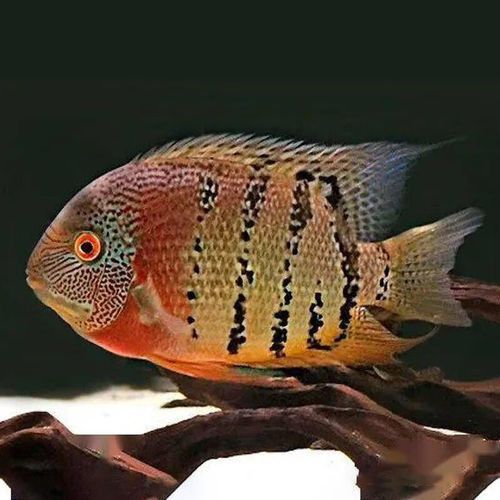 菠蘿魚能和銀龍魚混養(yǎng)嘛圖片 龍魚百科 第19張 菠蘿魚能和銀龍魚混養(yǎng)嘛圖片 菠蘿魚能和銀龍魚混養(yǎng)嘛圖片 龍魚百科 第19張