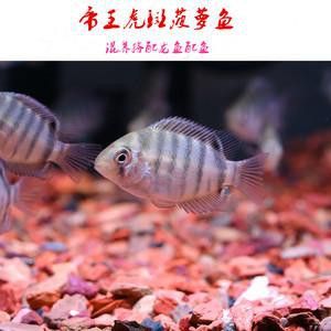 菠蘿魚能和銀龍魚混養(yǎng)嘛圖片 龍魚百科 第20張 菠蘿魚能和銀龍魚混養(yǎng)嘛圖片 菠蘿魚能和銀龍魚混養(yǎng)嘛圖片 龍魚百科 第20張