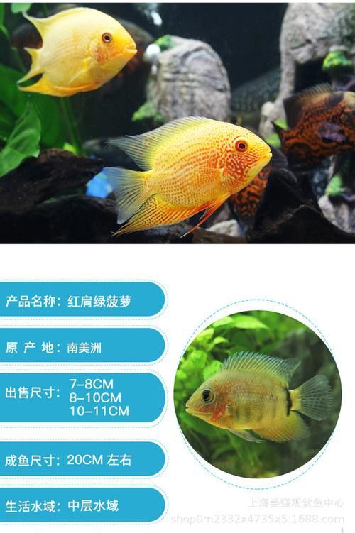 菠蘿魚能和銀龍魚混養(yǎng)嘛圖片 龍魚百科 第18張 菠蘿魚能和銀龍魚混養(yǎng)嘛圖片 菠蘿魚能和銀龍魚混養(yǎng)嘛圖片 龍魚百科 第18張